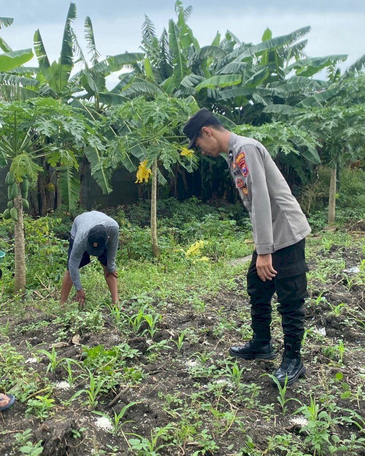 Polsek Waru Kawal Jagung Tumbuh Subur di Pepelegi, Wujud Nyata Polisi Cinta Petani Dukung Swasembada Pangan