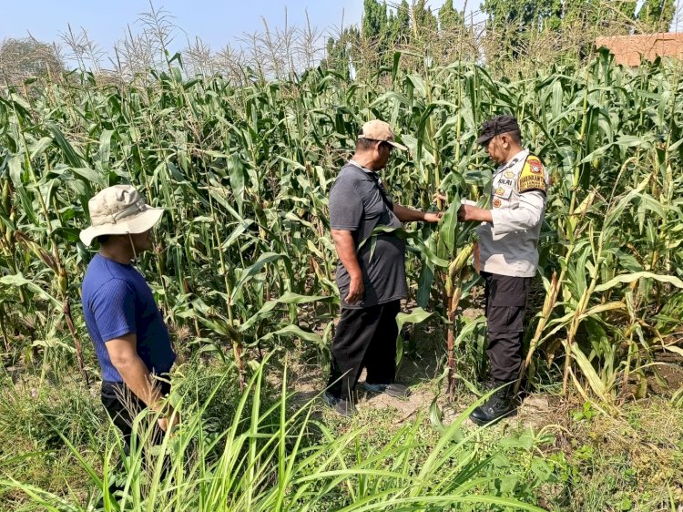 Motivasi Petani Desa Lebo, Polisi Optimalkan Lahan Jagung untuk Ketahanan Pangan