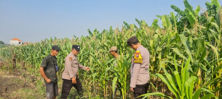 Bhabinkamtibmas Polsek Candi Intensif Dampingi Petani, Pastikan Tanaman Jagung Tumbuh Optimal