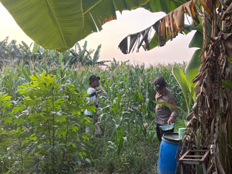 Polsek Gedangan Gandeng Petani Optimalkan Ketahanan Pangan Tanaman Jagung