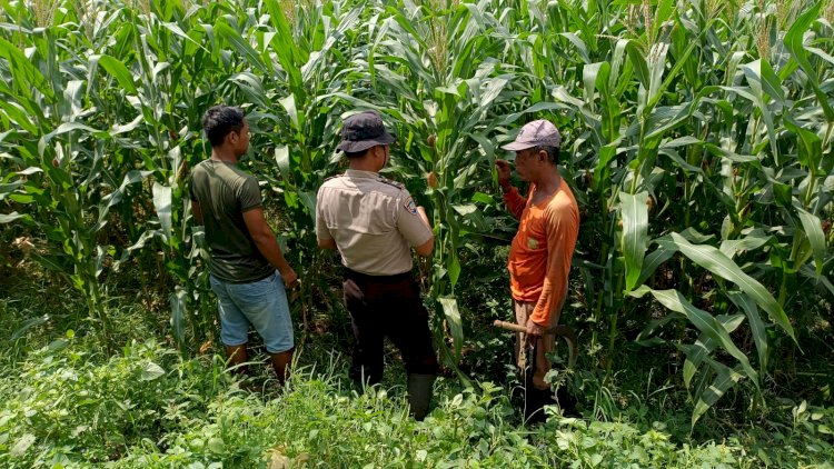 Polsek Balongbendo Dukung Swasembada Pangan, Optimalkan Perkembangan Tanaman Jagung Hibrida