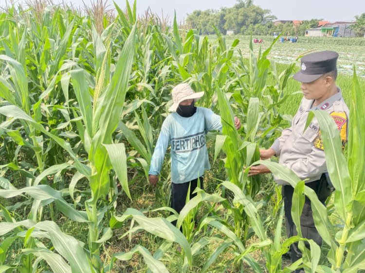Polisi Cinta Petani, Polsek Tarik Pantau Pertumbuhan Jagung di Kedungbocok Demi Sukseskan Ketahanan Pangan Polresta Sidoarjo